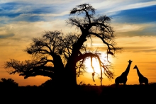 Fotolia44948016SAfrica-2.jpg