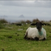 [Ovečky sú v Írsku všade.]