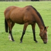 [Najcennejšie kone v Irish national stud môžu ľudia pozorovať z diaľky 10 metrov]