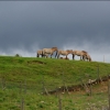 [Highland Wildlife Park predstavuje najmä severské živočíchy]