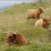 [Pri pohľade na tento škótsky dobytok musíte povedať WOW!]