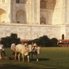 [V Taj Mahal - kosačka poháňaná kravou :)]