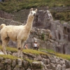 [Machu Picchu]