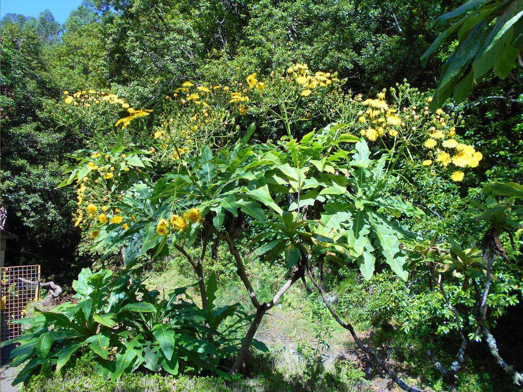 Pupava levady madeira